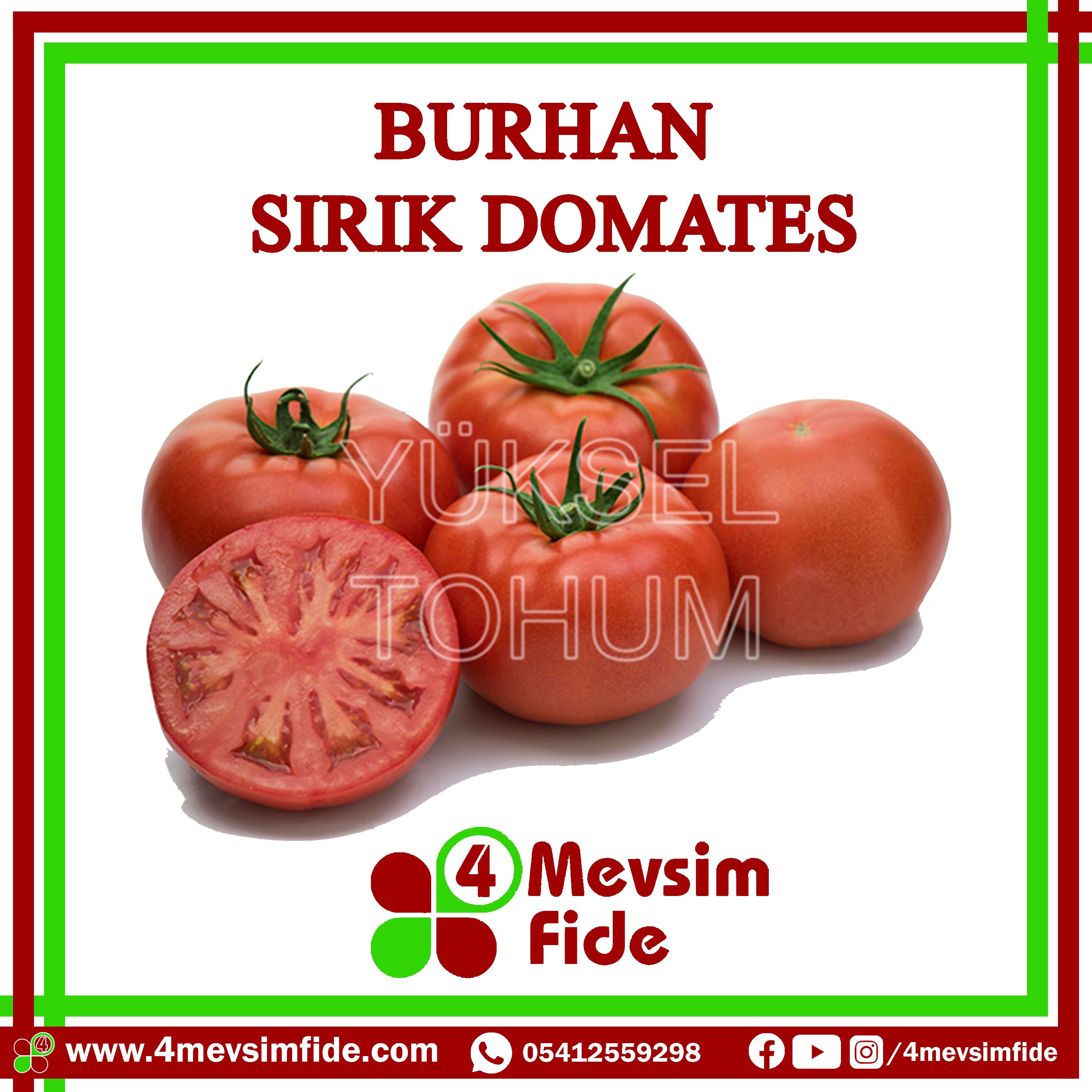 Burhan f1 Sırık Domates